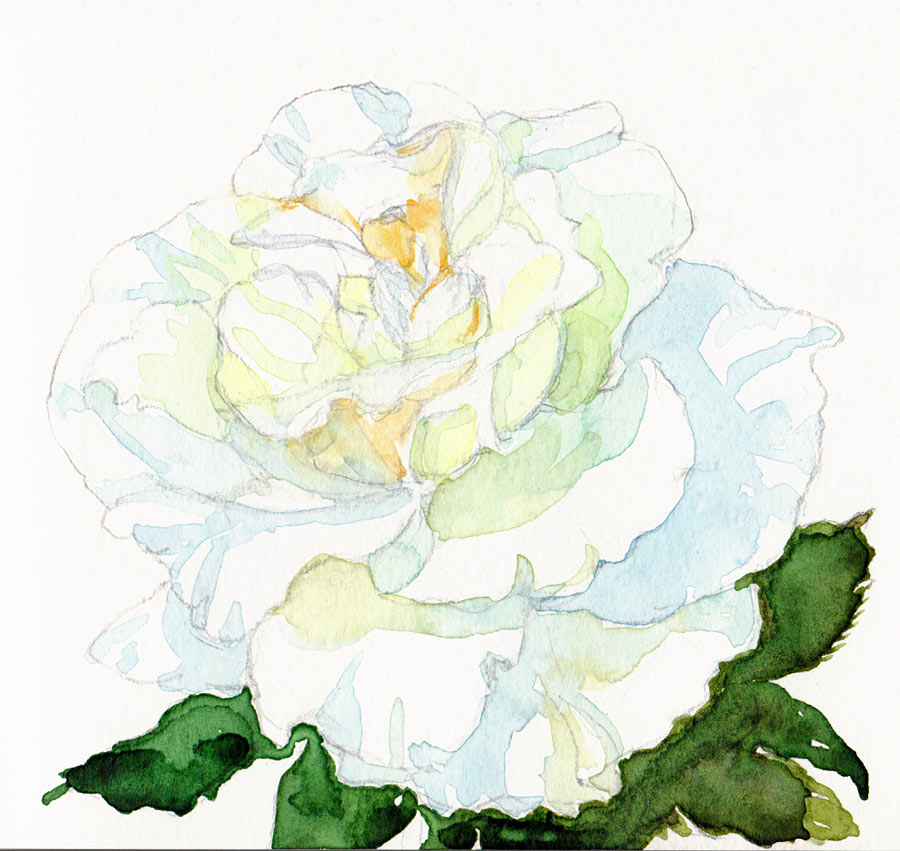 white rose drawing. White Rose Version #2,