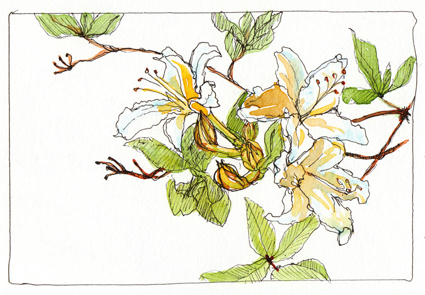 Pacific May Lilly at Tilden Botanical Garden ink watercolor 4x6