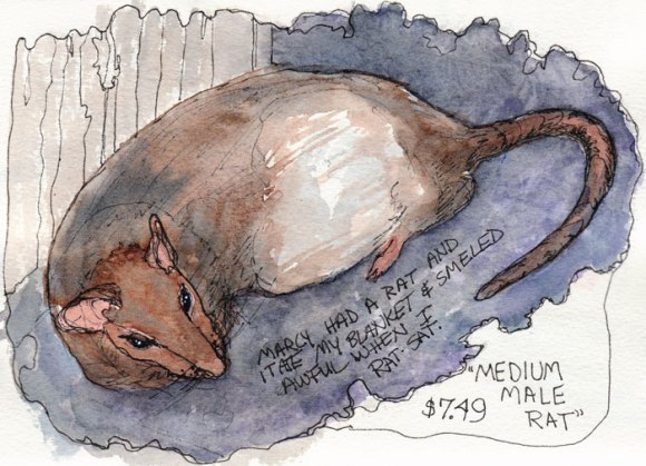 Medium Male Rat, ink & watercolor