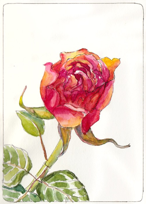 Second Rose, Just Picked, ink & watercolor