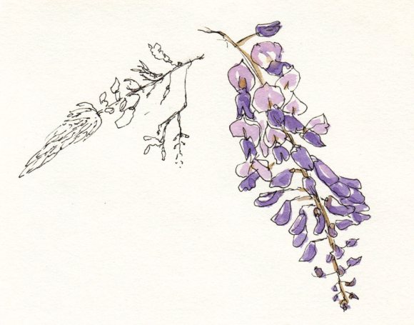 Wisteria close up, ink & watercolor