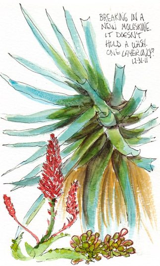 Succulents Along the Walk, ink & watercolor, 7x5"