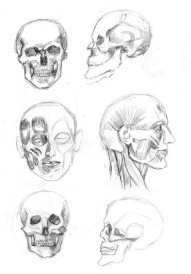 Skulls and Muscles from Loomis book, 11x9"