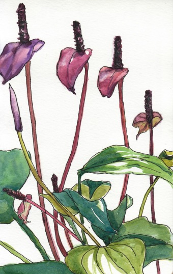 Anthurium 2, ink & watercolor, 5x8"