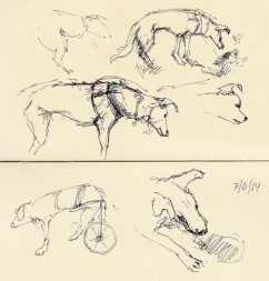 Dog on wheels at the dog park, ink in pocket Moleskine